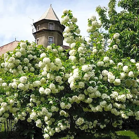 Chateau Du Vigny - Nocleg ze śniadaniem Saint-Michel-de-Maurienne